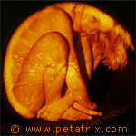 petatrixbanner150x150