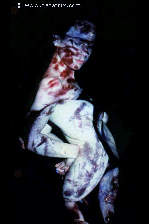 photos