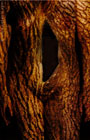 erotikphotos 