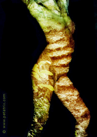 kunstphotos