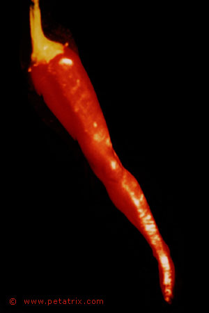 Aktfoto in Farbe - Projektion: Gemüse, Chili