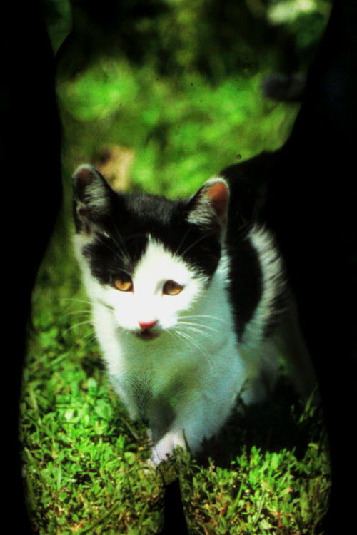 Aktfoto in Farbe - Projektion: Katze