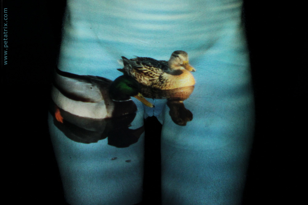 Aktfoto in Farbe - Projektion: Enten, Torso