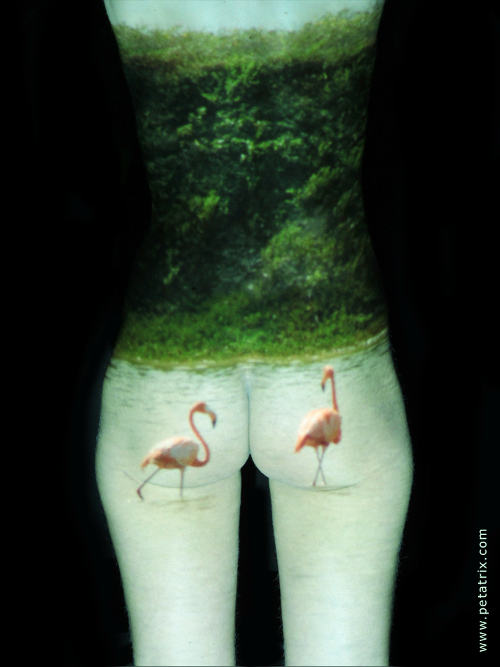 Aktfoto in Farbe - Projektion: Flamingos, Po, Rücken, Torso