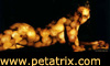 Petatrix - Sinnliche Photographie -k&uuml;nstlerische Aktfotografie