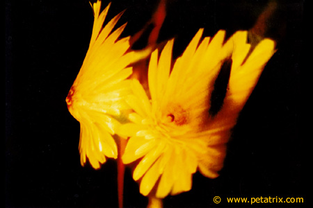 Aktfoto in Farbe - Projektion: Blumen