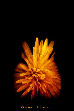 Aktfoto in Farbe - Projektion: Blumen