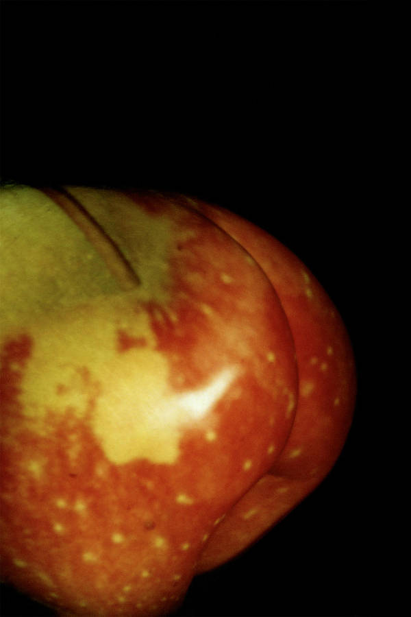 Aktfoto in Farbe - Projektion: Apfel, Po