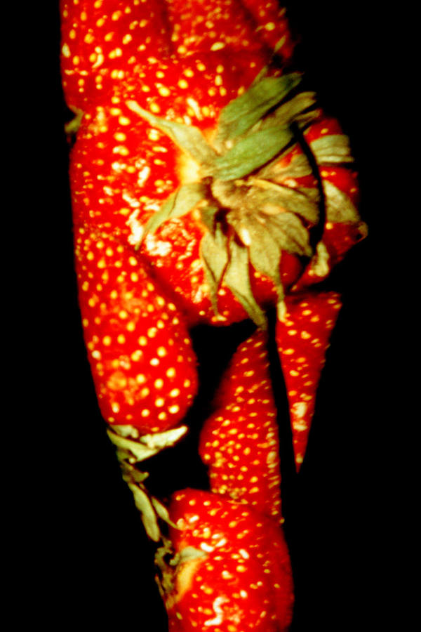 Aktfoto in Farbe - Projektion: Erdbeeren, Po