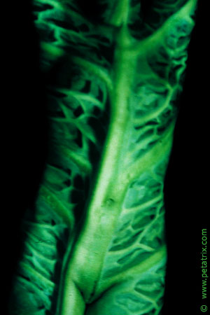 Aktfoto in Farbe - Projektion: Gemüse, Kohl